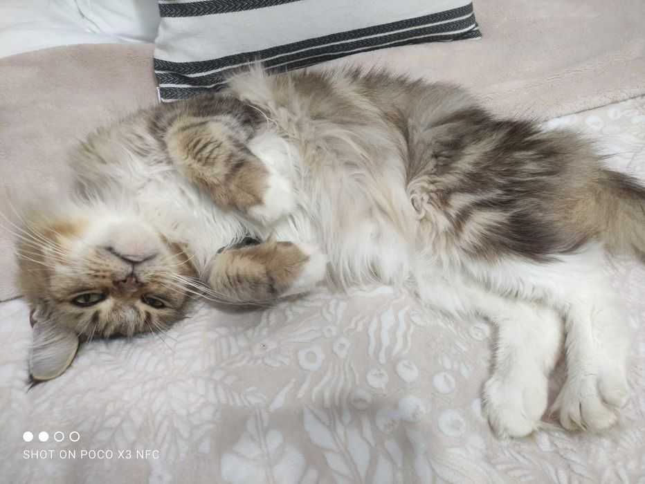 Срочно продаётся Майн-кун дрессированный умный послушный