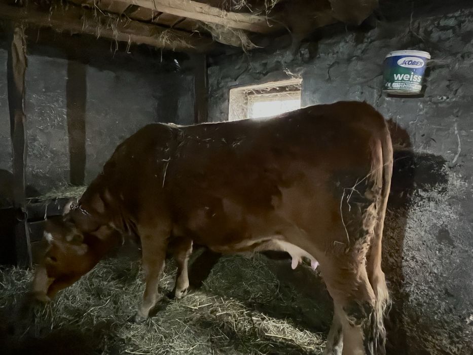 Vand vacă si vitel limousine