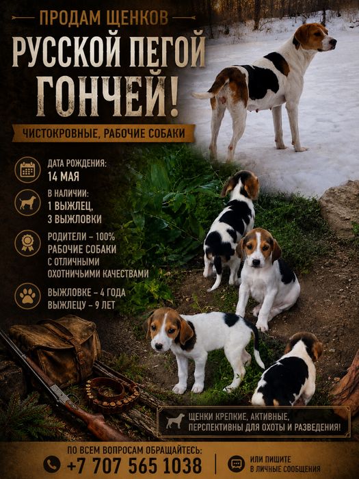 Продам щенков Русской Пегой Гончей!
