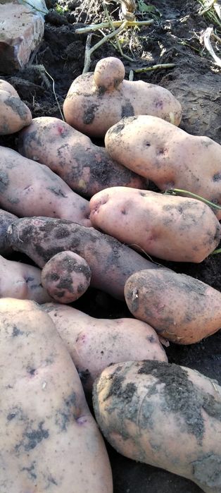 Продам картофель
