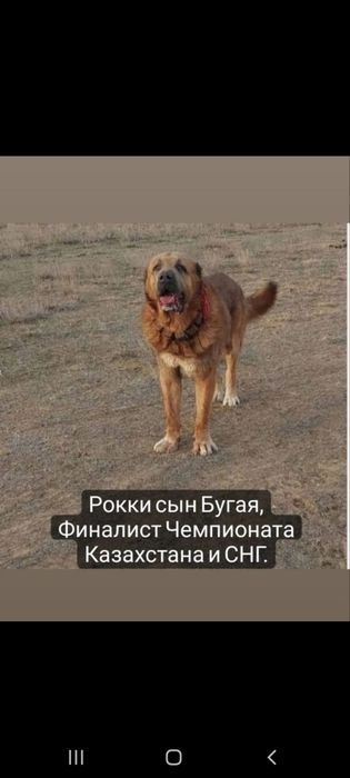 Продам щенок Алабай