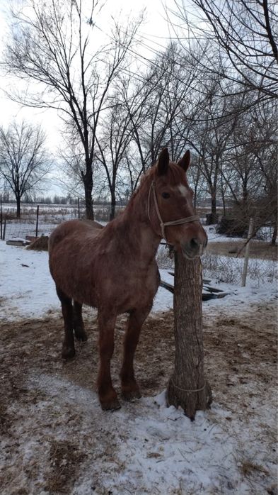 Продаяться кобыла порода