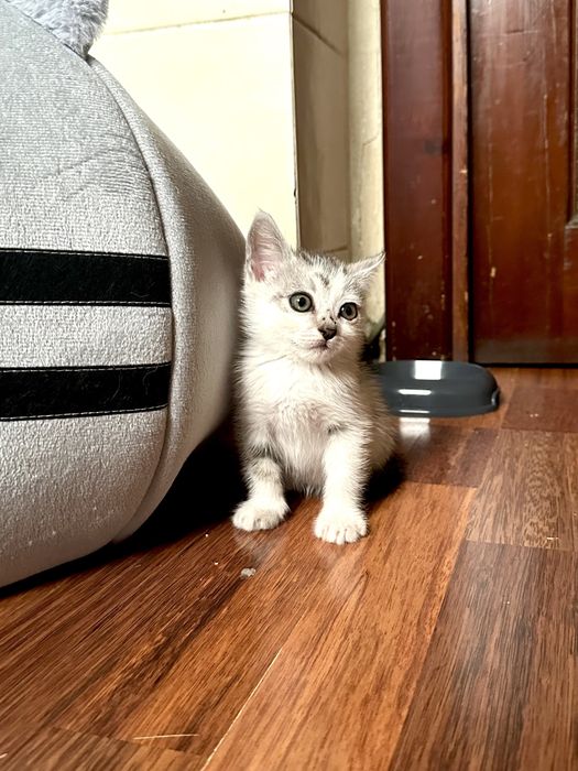 Отдадим милого нежного игривого катенка.