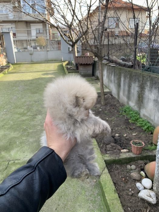 Померан мини