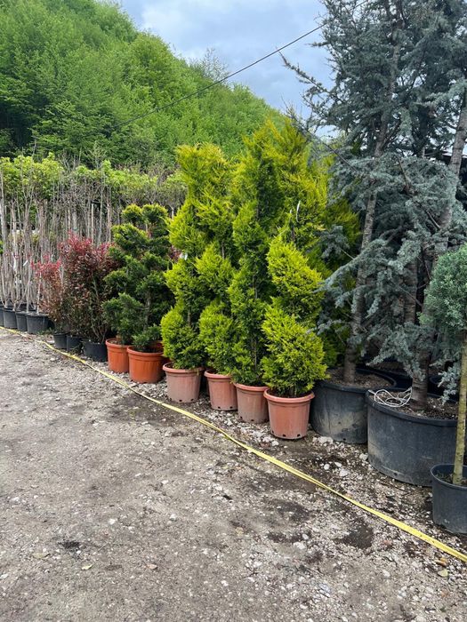 Avem  piatra si plante de mai multe feluri pt det sunati
