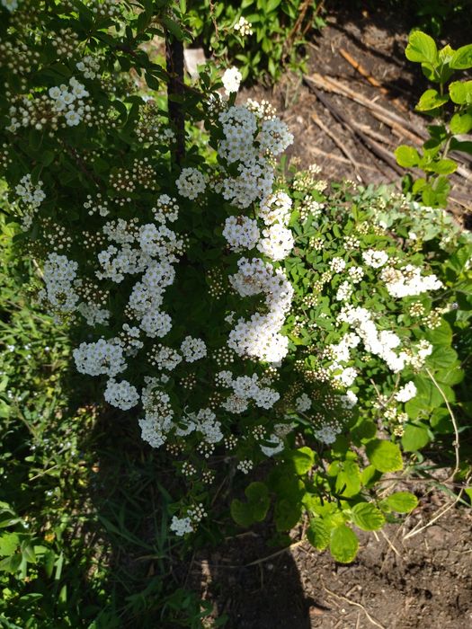 Продается молодой декоративный кутарник