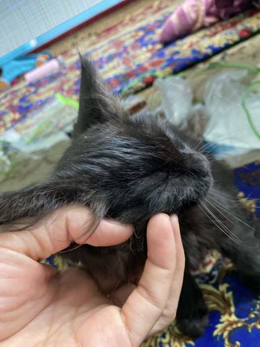 Mushuk bolasi tekinga