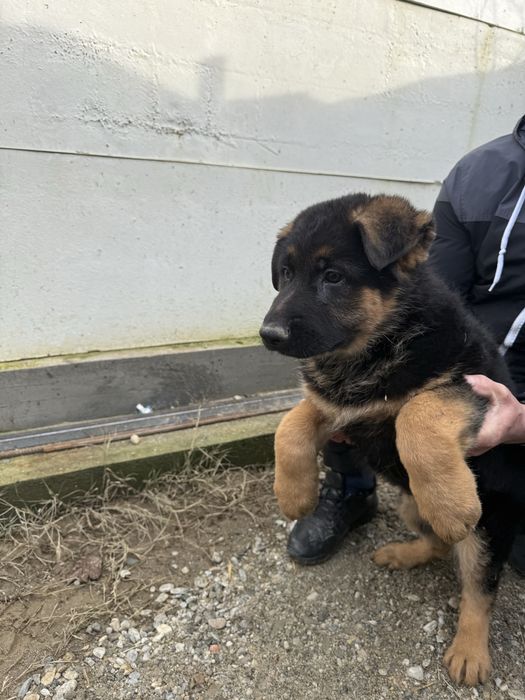 Vand pui Ciobanesc German