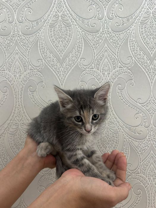 Отдам в добрые руки