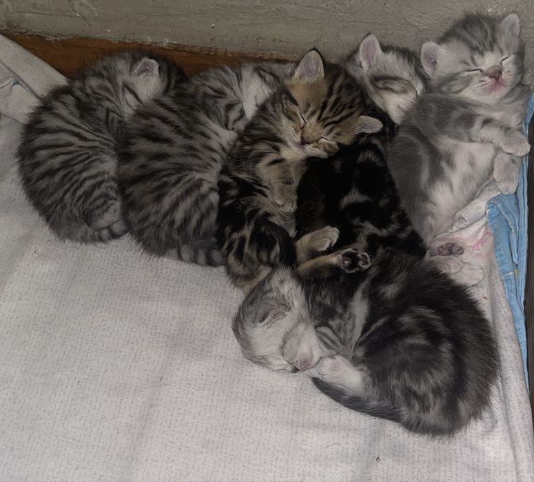 Продам котят, скоттиш фолд