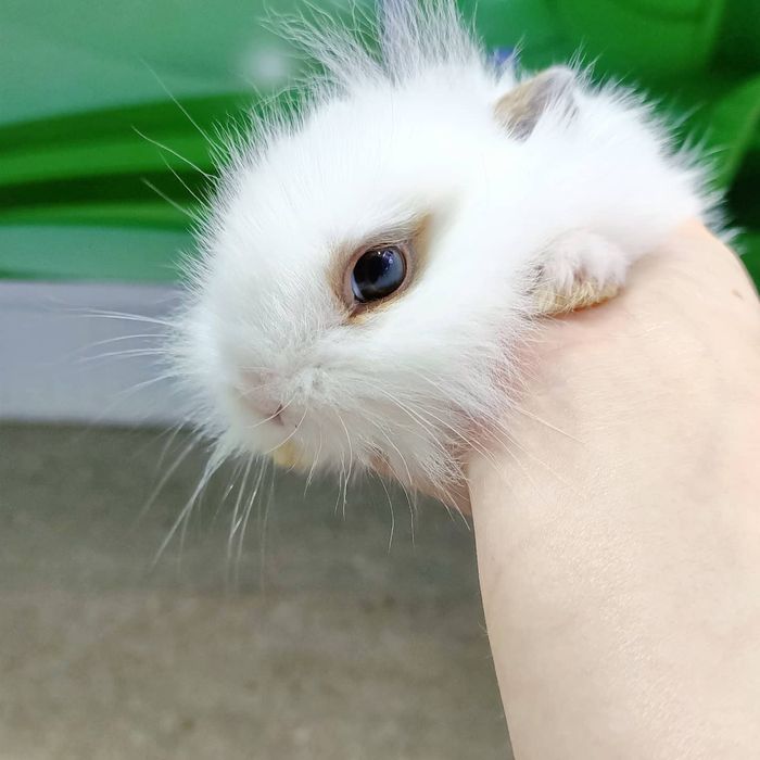 Домашние питомцы в наличии