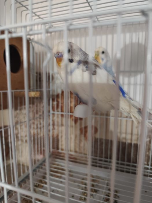 Vând papagali perusi