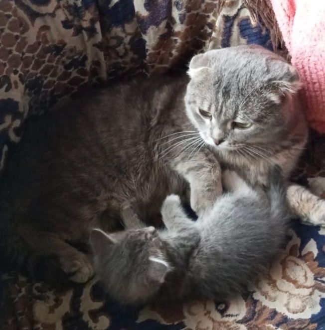 Ласковый и игривый котёнок