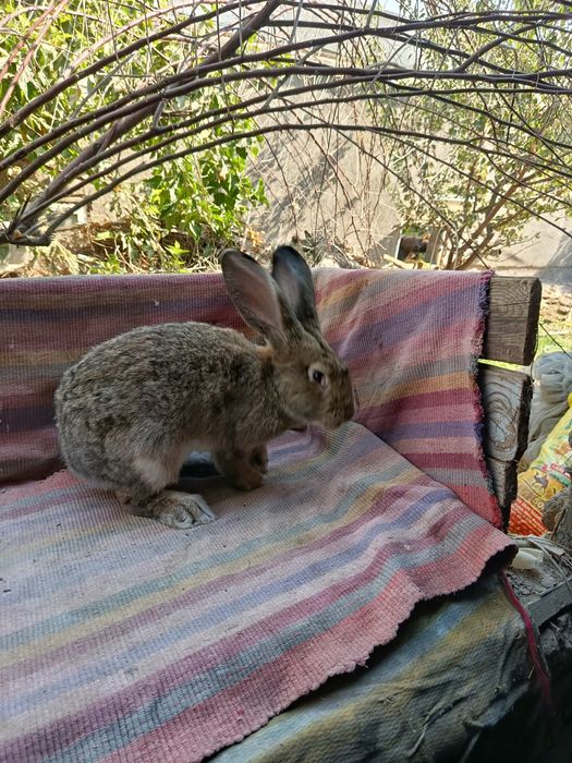 Quyon sotiladi flandr