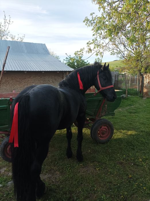 Vad armăsar metis de friz de 3 ,5 ani