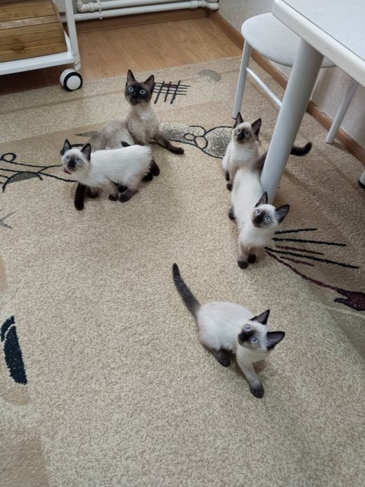 Чудо лапочки сиамские