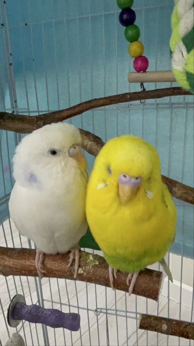 Продаем попугаев