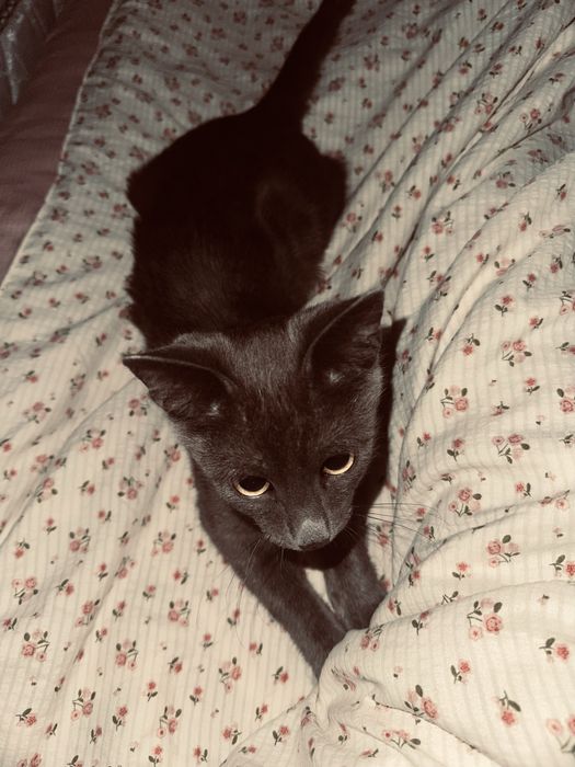 Кот,очень ласковый,тактильный,любит внимание и быть с людьми,ему 5 мес