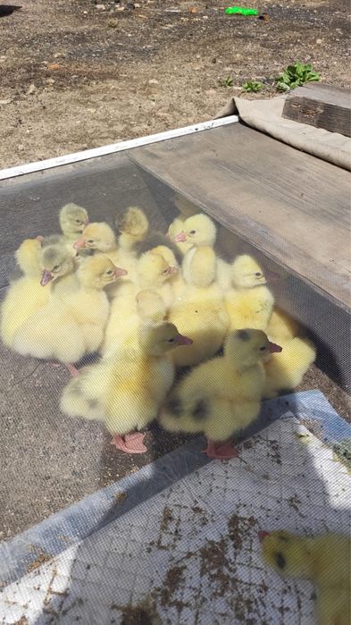 Продам домашних гусят,3 суточные