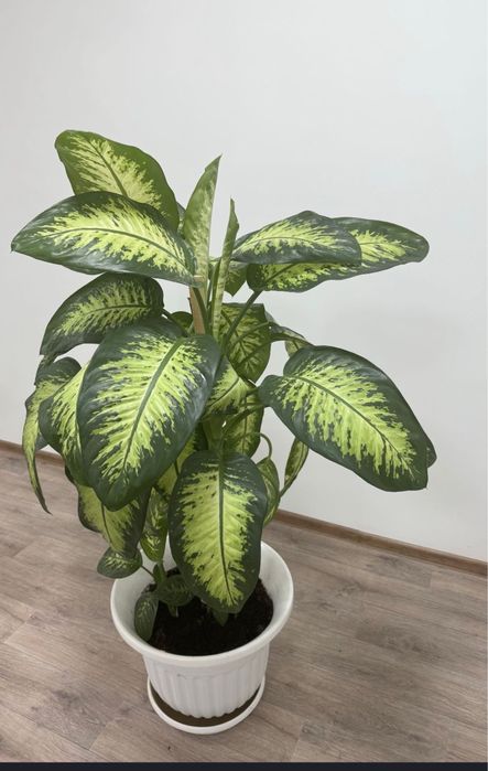 Продам, два цветка