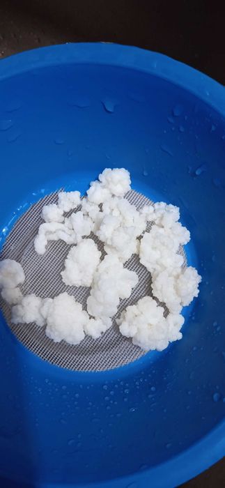 Тибетска кефирена гъба