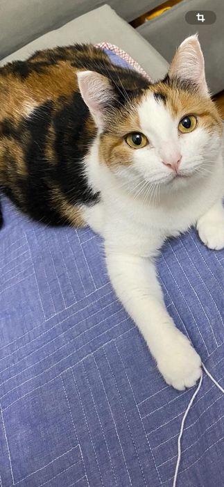 Отдам кошку в добрые руки