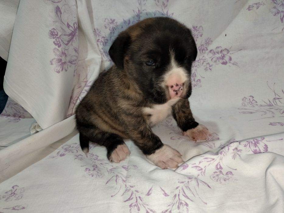 Щенок стаффордширский терьер