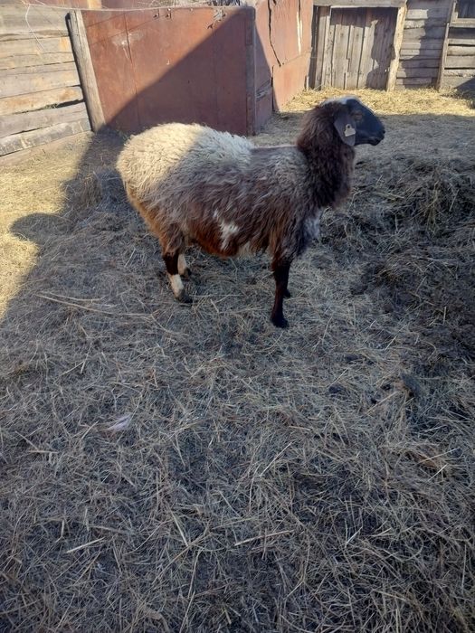 Продам Овечкуууу