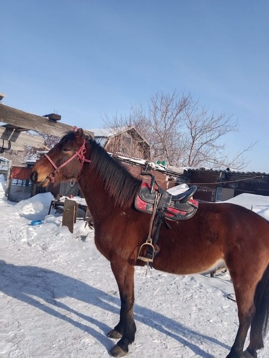 Продаются  жеребцы