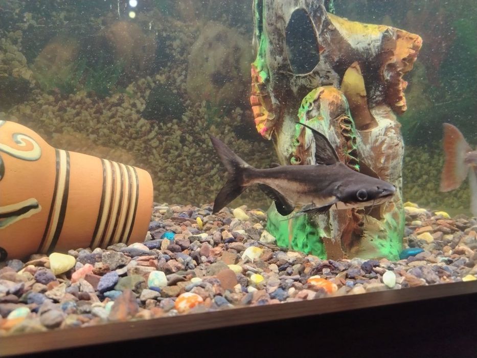 Хишник акула срочно продаётся