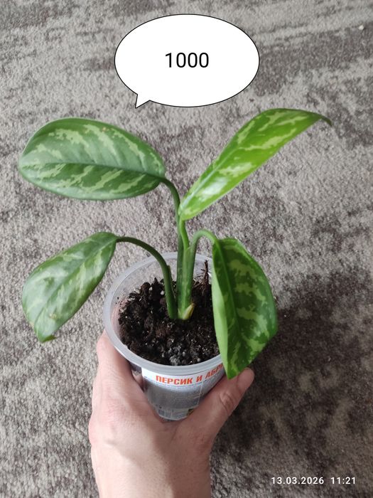 Аглаонема.Продам укоренённые отростки.