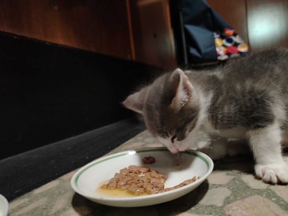 Котета търсят дом