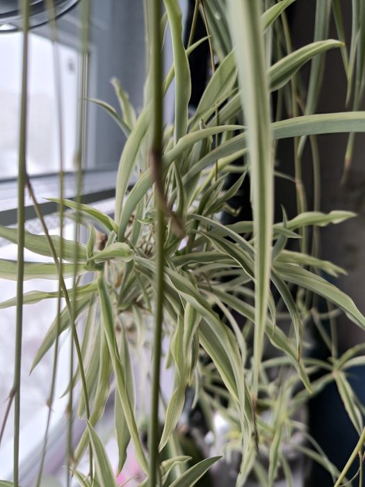 Хлорофитум варигатный комнатный