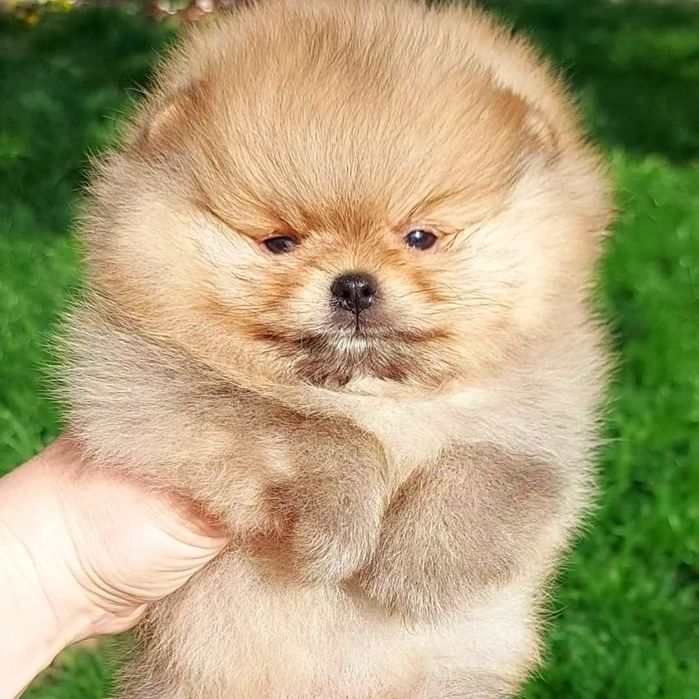 Щенки померанского шпица