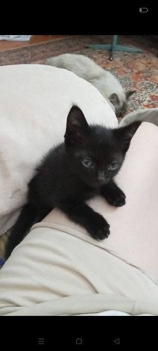 Отдам  в хорошие ручки котенка.