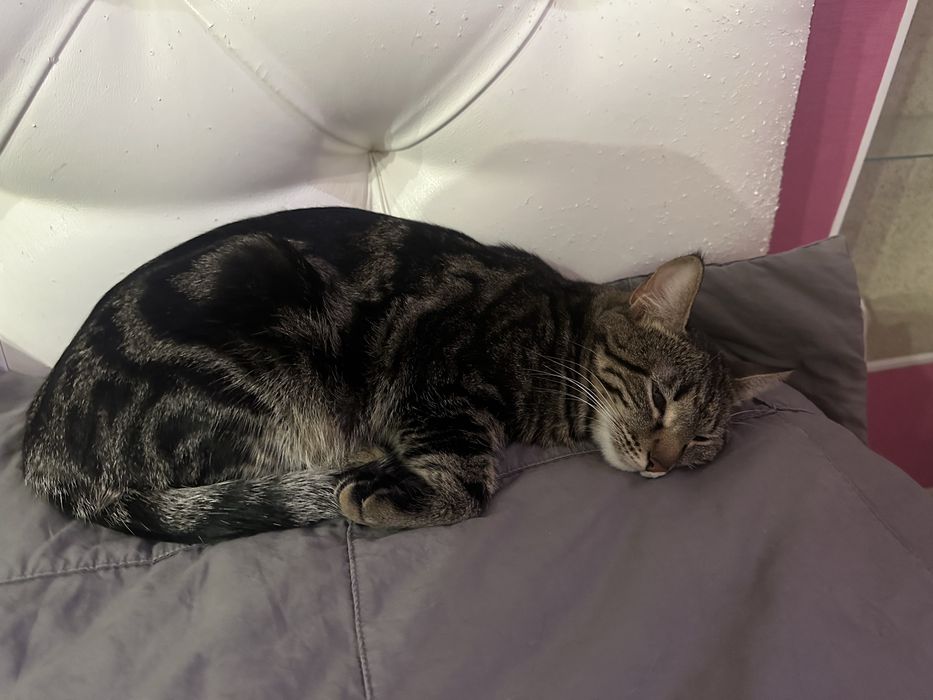 Пристраиваю кошку