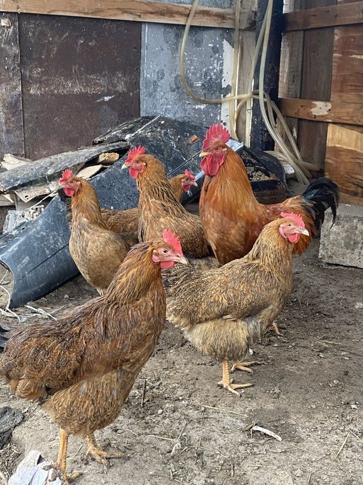 Кучинский куры  продам