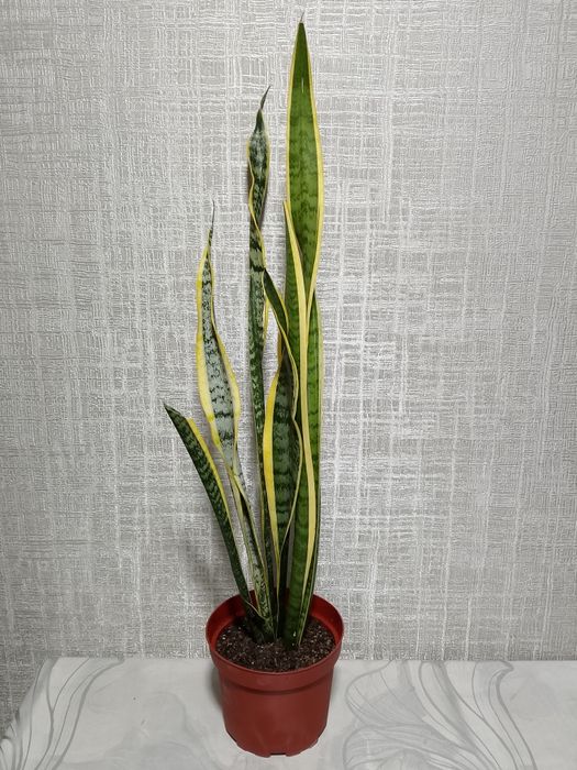 Сансевевиерия Лауренти (голд)