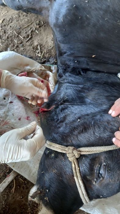 Hayvonlar uzi qilish