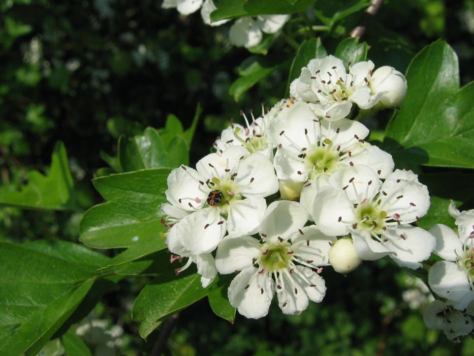 Paducel Paul's Scarlet Cu Flori Rosi