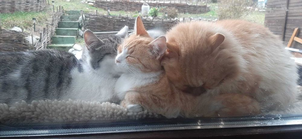 Котка мужско търси дом