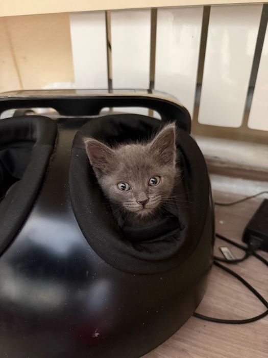 Шотландский котенок