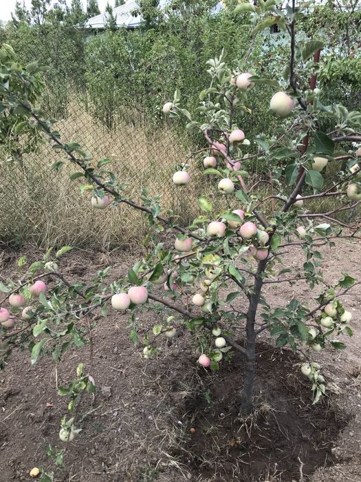 Продаётся дача на Амирсой