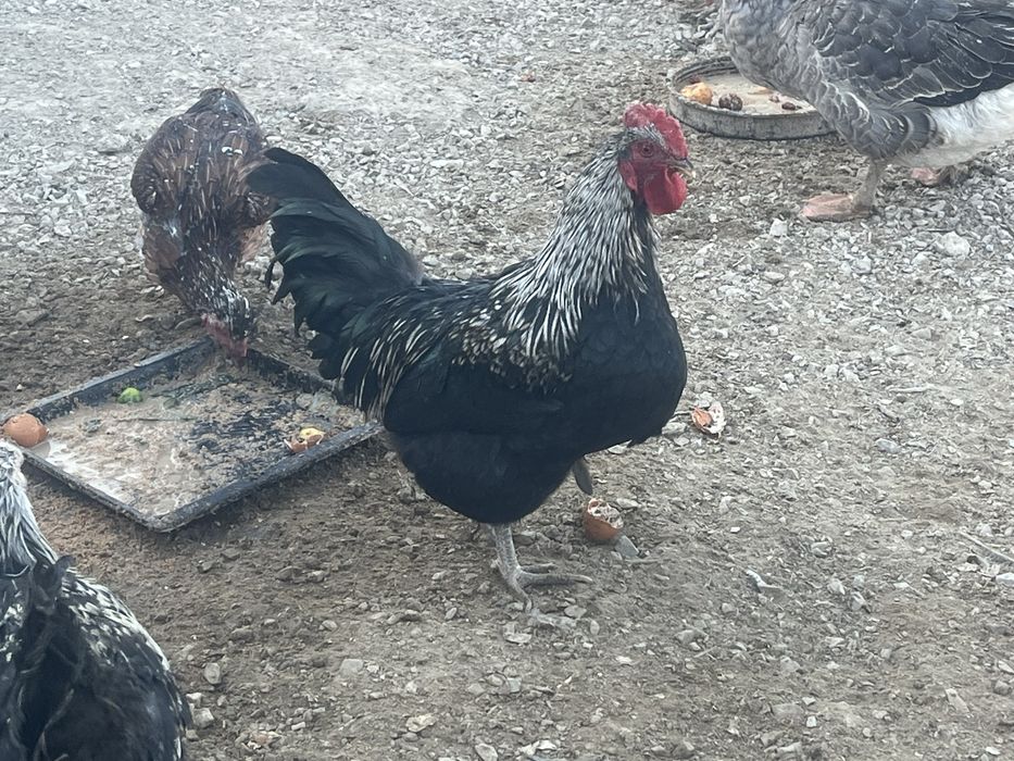 Жас Кораз сатылады молодой петух продам