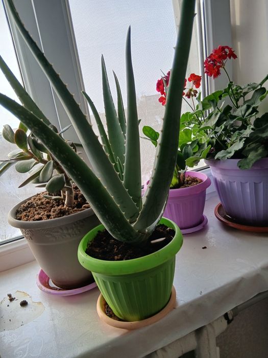 Продам комнатные цветы