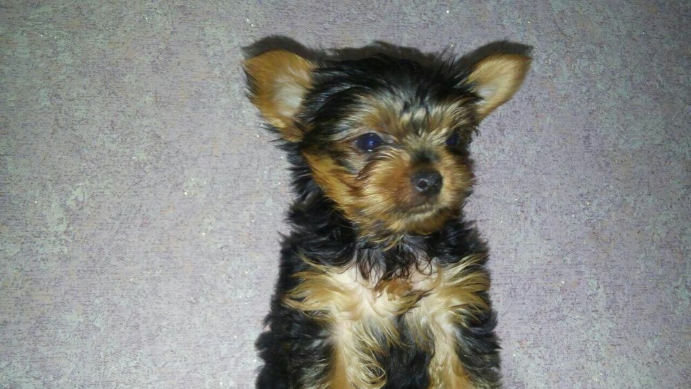 Продам щенков Йорка Каспий рассрочка