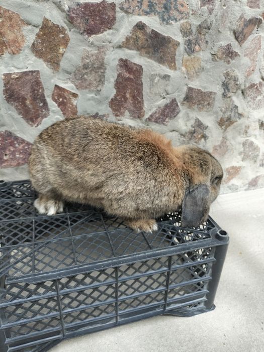 Karlik baran quyoni sotiladi