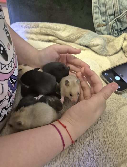 Hamsteri Sirieni Constanta