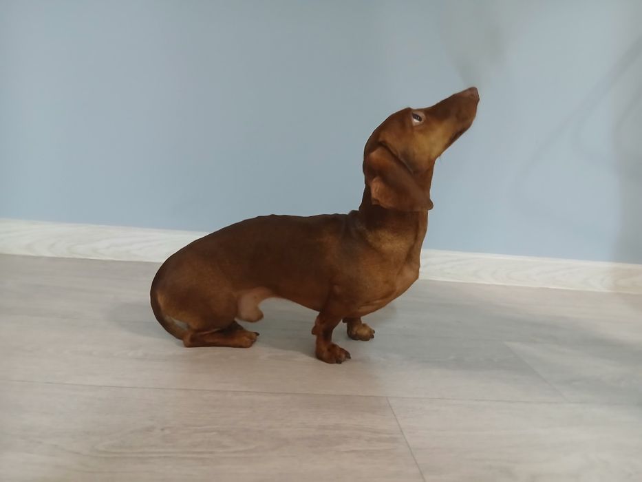 ВЯЗКА |Кроличья такса| Элитный кобель