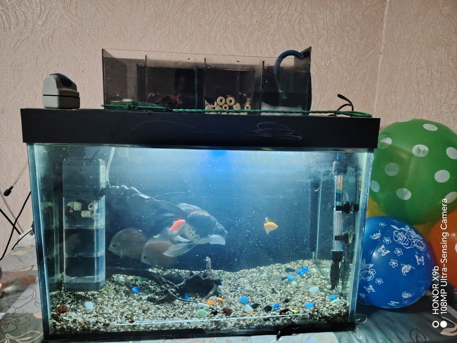 Akvarium holati yangi, ideal.